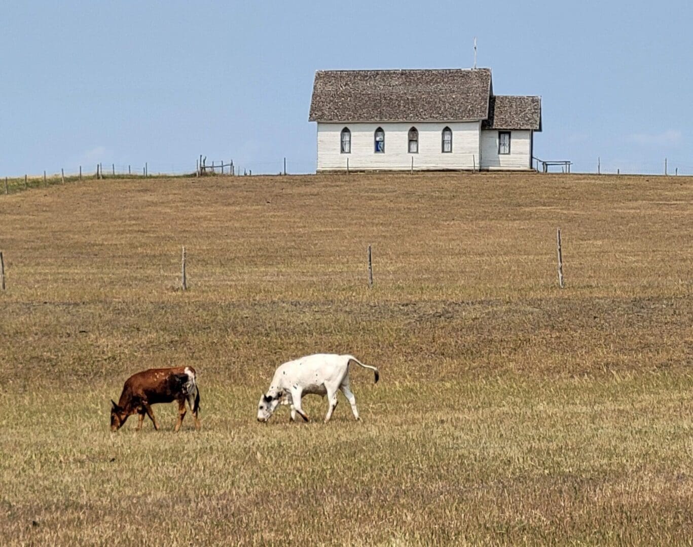 Two cows grazing in a field with a house in the background.