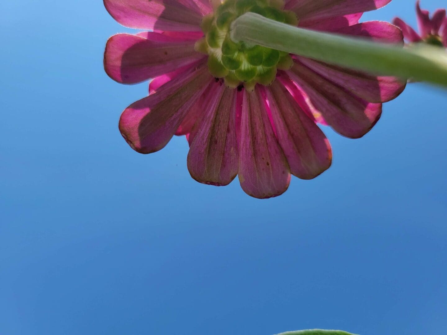 A pink flower is in the sky and it's reflection